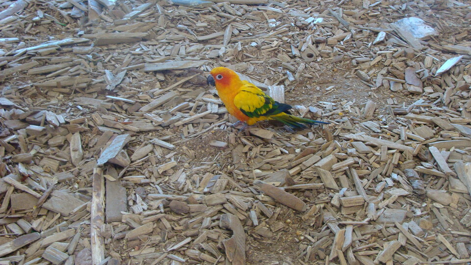 Z wizytą w Papuga House - Galeria