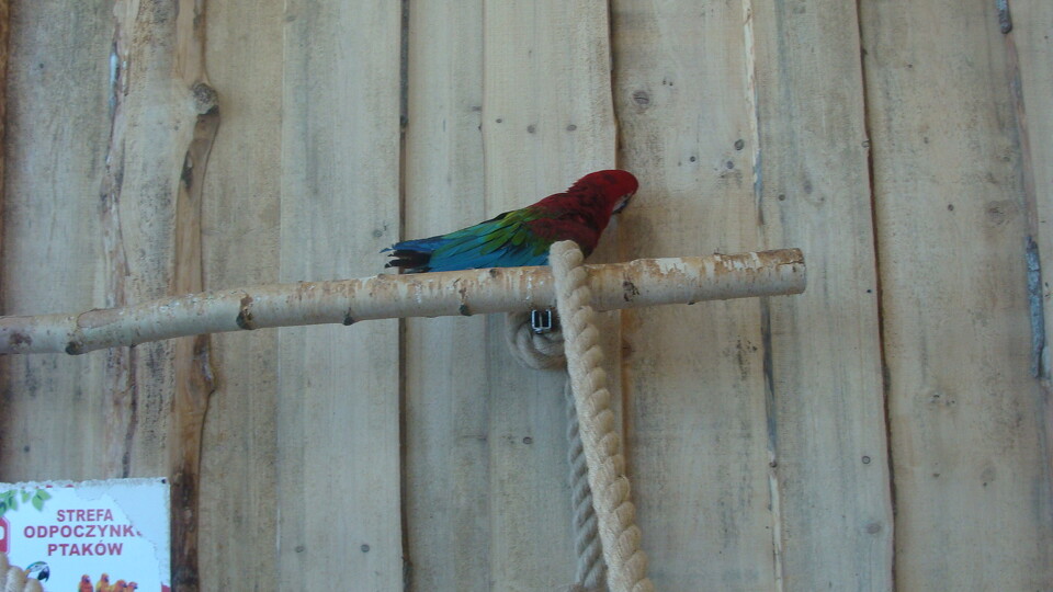 Z wizytą w Papuga House - Galeria
