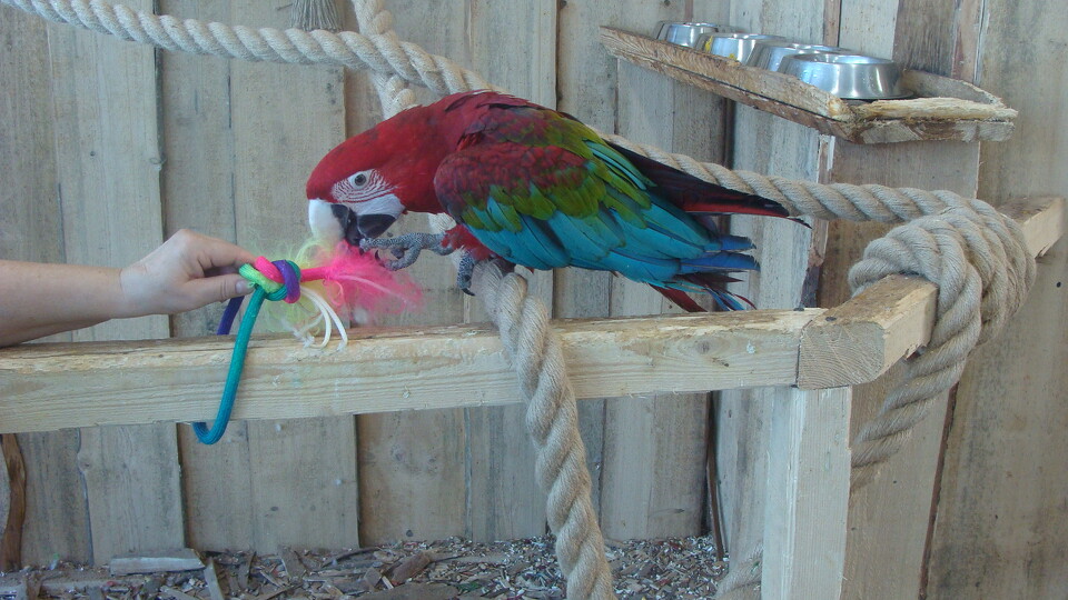 Z wizytą w Papuga House - Galeria