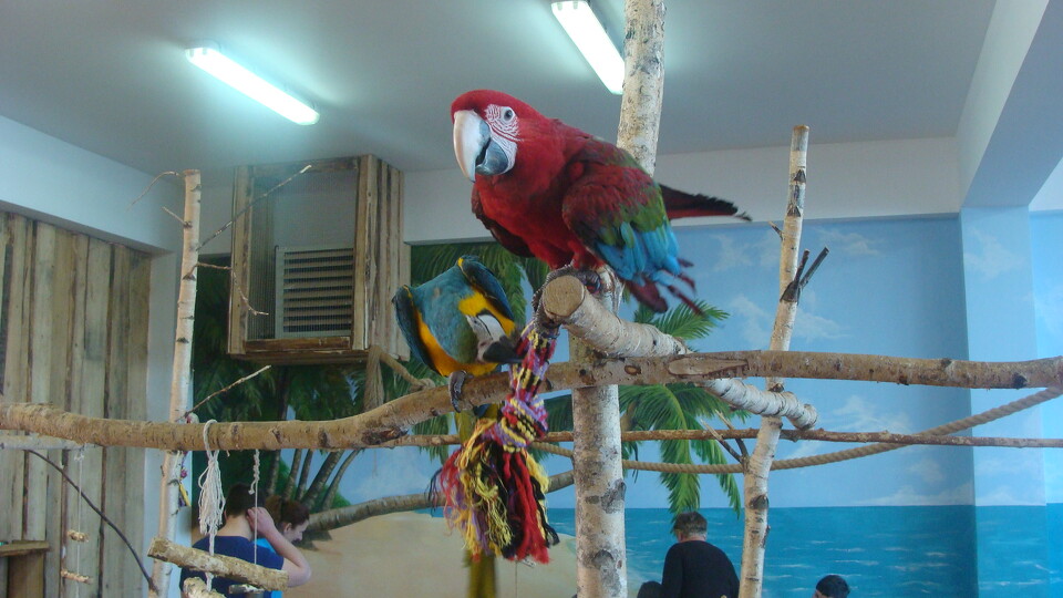 Z wizytą w Papuga House - Galeria