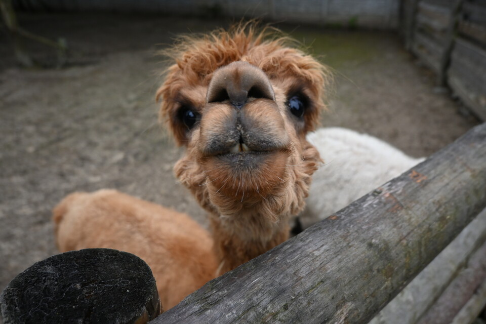 Z Wizytą w Animal Island Zoo